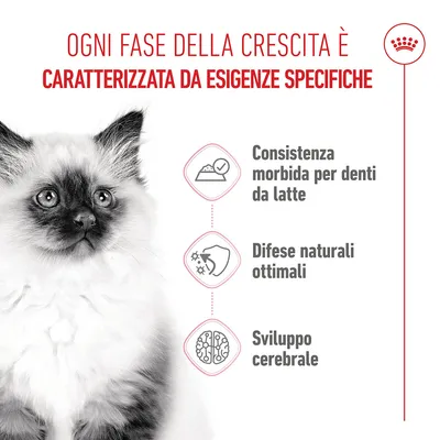 Royal Canin Kitten umido in Mousse per gatti