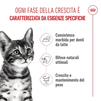 Royal Canin Kitten Sterilised in Salsa
