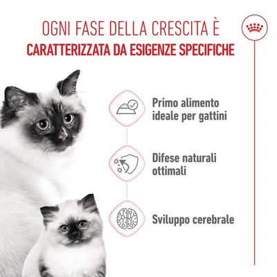 Royal Canin Mother & Babycat umido in Mousse ultra soffice per gatti