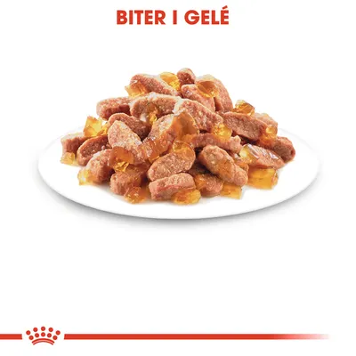 Royal Canin Kitten i gelé