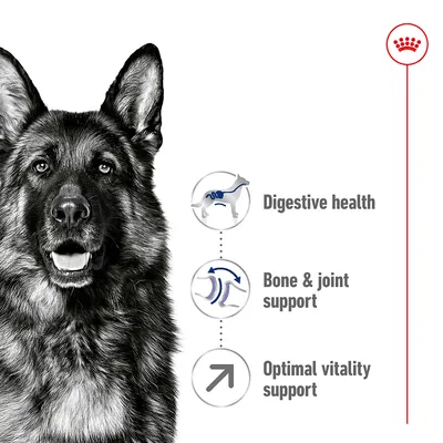 Njemački ovčar, piktogrami s tekstom: Digestive health, Bone & joint support, Optimal vitality support. Prikazan Royal Canin simbol. Tekst na engleskom jeziku.