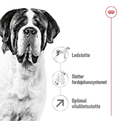 Saint Bernard hund ved siden af tre ikoner med teksten: Ledstøtte, Støtter fordøjelsessystemet, Optimal vitalitetsstøtte. Øverst til højre ses en rød krone.