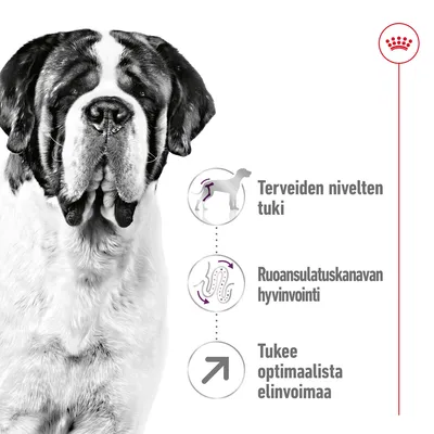 Saint Bernard -koira, vieressä tekstit: Terveiden nivelten tuki, Ruoansulatuskanavan hyvinvointi, Tukee optimaalista elinvoimaa. Ylhäällä Royal Canin -tunnus.
