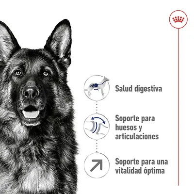 Perro pastor alemán junto a iconos y texto: Salud digestiva, Soporte para huesos y articulaciones, Soporte para una vitalidad óptima. Logotipo de Royal Canin en la esquina superior derecha.