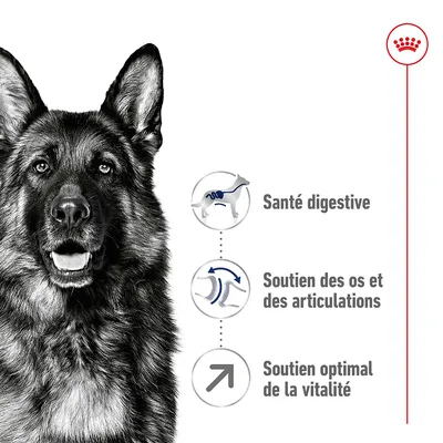 Santé digestive, soutien des os et des articulations, soutien optimal de la vitalité – texte illustré à côté d’un chien, marque Royal Canin visible en haut à droite.