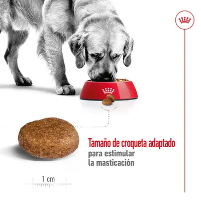 Perro comiendo pienso de un bol rojo. Croqueta de 1 cm mostrada con texto: Tamaño de croqueta adaptado para estimular la masticación. Perro comiendo pienso de un bol rojo. Croqueta de 1 cm mostrada con texto: Tamaño de croqueta adaptado para estimular la masticación.