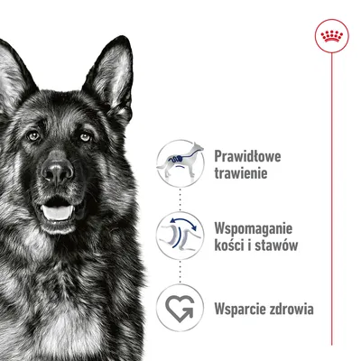 Prawidłowe trawienie, wspomaganie kości i stawów, wsparcie zdrowia – trzy ikony z opisami obok sylwetki psa. Symbol marki Royal Canin w prawym górnym rogu.