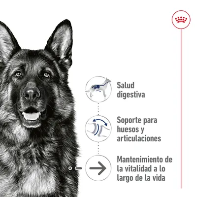 Salud digestiva, soporte para huesos y articulaciones, mantenimiento de la vitalidad a lo largo de la vida. Ilustraciones junto a texto explicativo.
