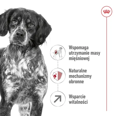 Wspomaga utrzymanie masy mięśniowej, naturalne mechanizmy obronne, wsparcie witalności – tekst i ikony obok psa. Symbol korony Royal Canin u góry. Wspomaga utrzymanie masy mięśniowej, naturalne mechanizmy obronne, wsparcie witalności – tekst i ikony obok psa. Symbol korony Royal Canin u góry.