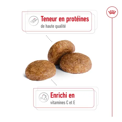Croquettes avec texte : Teneur en protéines de haute qualité. Enrichi en vitamines C et E.