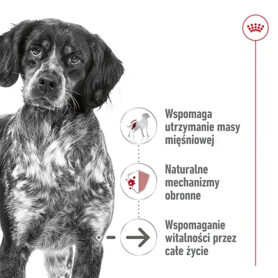 Wspomaga utrzymanie masy mięśniowej, naturalne mechanizmy obronne, wspomaganie witalności przez całe życie. Widoczny pies i symbole funkcji.