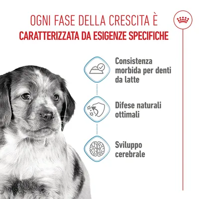 Royal Canin Medium Puppy in salsa