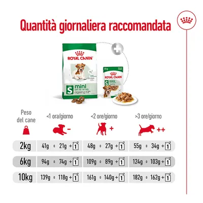 Tabella Royal Canin mini ageing 12+ con quantità giornaliera raccomandata per cani da 2, 6 e 10 kg in base all’attività; include crocchette e bustine umido. Testo: Quantità giornaliera raccomandata.