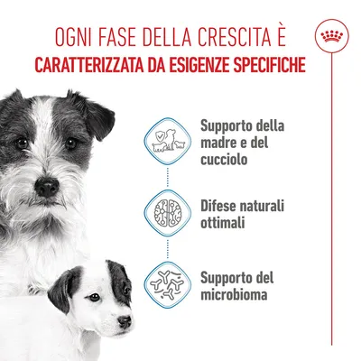 Royal Canin Mini Starter Mother & Babydog Crocchette per cane