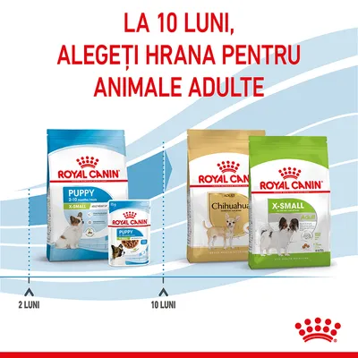 La 10 luni, alegeți hrana pentru animale adulte. Pachete Royal Canin Puppy X-Small 2–10 luni și Adult Chihuahua, X-Small Adult. Marcaje: 2 luni, 10 luni.