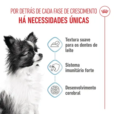 Royal Canin X-Small Puppy em molho