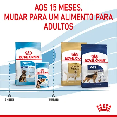 Aos 15 meses, mudar para um alimento para adultos. Imagem de rações Royal Canin Puppy Maxi (2–15 meses) e Adult Labrador Retriever e Maxi Adult, com indicação das idades recomendadas.