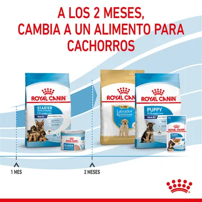 Guía de transición Royal Canin: a los 2 meses, cambia de Starter Maxi a Puppy Labrador Retriever o Puppy Maxi. Visible texto: 'A los 2 meses, cambia a un alimento para cachorros'.