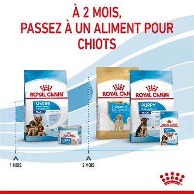 À 2 mois, passez à un aliment pour chiots. Royal Canin Starter 1–2 mois, puis Royal Canin Puppy Maxi 2–15 mois ou Labrador Retriever Puppy. Visuels des sacs et boîtes.