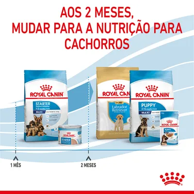 Aos 2 meses, mudar para a nutrição para cachorros. Royal Canin Starter Maxi 1–2 meses e Puppy Labrador Retriever ou Puppy Maxi 2–15 meses. Indicação de transição alimentar.