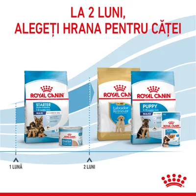La 2 luni, alegeți hrana pentru căței. Pachete Royal Canin Starter 1–2 luni și Puppy/Labrador Retriever 2–15 luni, cu imagini de ambalaje uscate și umede. Interval: 1 lună – 2 luni.