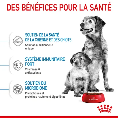 Des bénéfices pour la santé : soutien de la santé de la chienne et des chiots, système immunitaire fort, soutien du microbiome. Royal Canin visible sur une gamelle rouge.