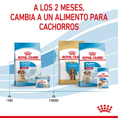 A los 2 meses, cambia a un alimento para cachorros. Royal Canin Starter 1–2 meses y Puppy 2–12 meses. Productos Royal Canin Starter y Puppy visibles en envases grandes y pequeños.