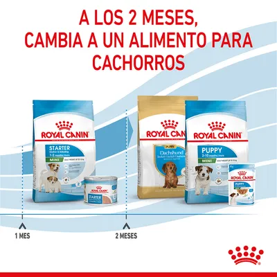 A los 2 meses, cambia a un alimento para cachorros. Royal Canin Starter 1–2 meses y Puppy 2–10 meses. Imagen de envases secos y húmedos con marcas y edades visibles.