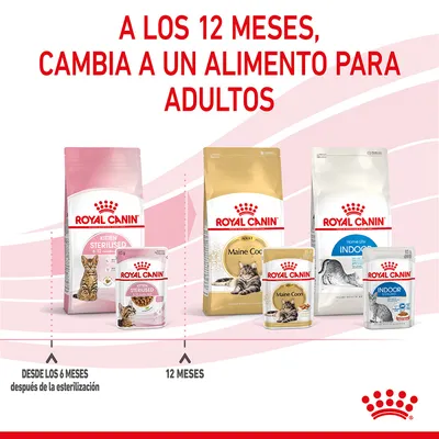 A los 12 meses, cambia a un alimento para adultos. Royal Canin Kitten Sterilised 6–12 meses y Royal Canin Maine Coon Adult e Indoor Adult desde los 12 meses. Desde los 6 meses tras esterilización.