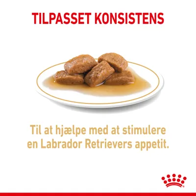 TILPASSET KONSISTENS. Til at hjælpe med at stimulere en Labrador Retrievers appetit. Billede af vådfoderstykker i sovs på hvid tallerken.