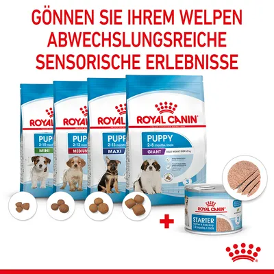 Texte en allemand : GÖNNEN SIE IHREM WELPEN ABWECHSLUNGSREICHE SENSORISCHE ERLEBNISSE. Sacs Royal Canin Puppy Mini, Medium, Maxi, Giant et boîte Starter visibles.