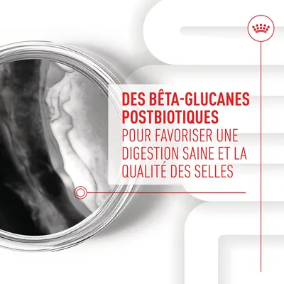 Texte visible : Des bêta-glucanes postbiotiques pour favoriser une digestion saine et la qualité des selles. Image partielle d’un intestin en noir et blanc.