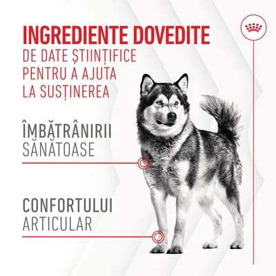 Ingrediente dovedite de date științifice pentru a ajuta la susținerea îmbătrânirii sănătoase și confortului articular. Imagine cu un câine.