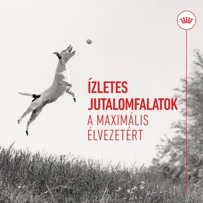 Ízletes jutalomfalatok a maximális élvezetért