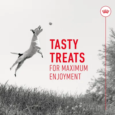 Tasty treats for maximum enjoyment.
