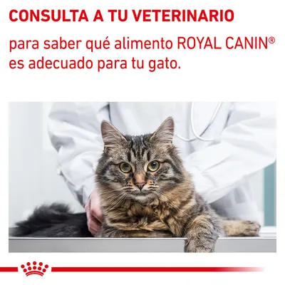 CONSULTA A TU VETERINARIO para saber qué alimento ROYAL CANIN es adecuado para tu gato. Imagen de un gato en una consulta veterinaria.