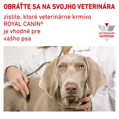 OBRÁŤTE SA NA SVOJHO VETERINÁRA, zistite, ktoré veterinárne krmivo ROYAL CANIN je vhodné pre vášho psa. VETERINARY NUTRITION. Veterinár vyšetruje psa stetoskopom.