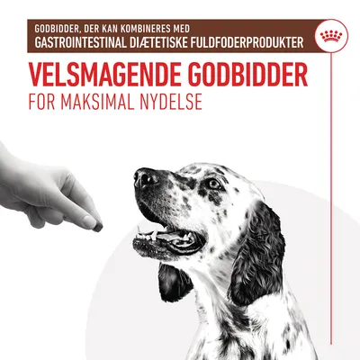 GODBIDDER, DER KAN KOMBINERES MED GASTROINTESTINAL DIÆTETISKE FULDFODERPRODUKTER. VELSMAGENDE GODBIDDER FOR MAKSIMAL NYDELSE. Hånd giver godbid til dalmatinerhund.