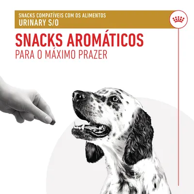 Texto visível: Snacks compatíveis com os alimentos Urinary S/O. Snacks aromáticos para o máximo prazer. Mão a oferecer snack a um cão de pelo branco com manchas pretas.