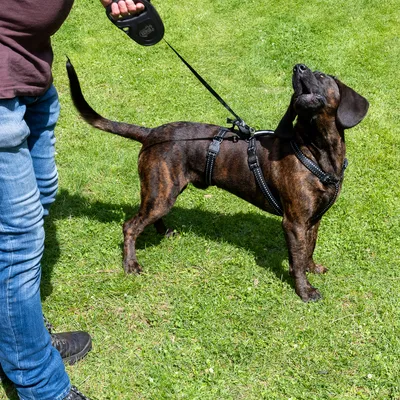 Hund mit schwarzem Geschirr und Flexi-Leine auf einer Wiese, geführt von einer Person in Jeans.