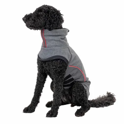 Schwarzer Hund trägt einen grauen Hundemantel mit roten Ziernähten und seitlichen schwarzen Akzenten.