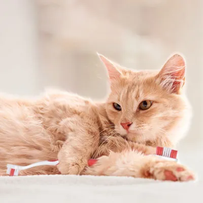 beaphar tandvårdsset