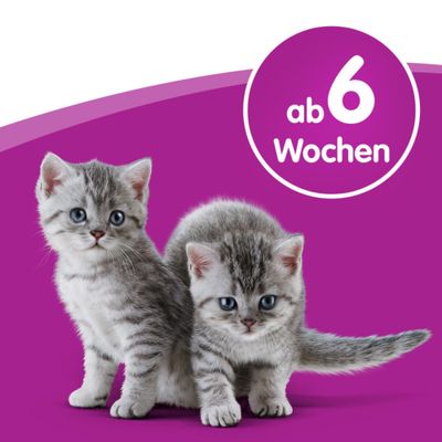 Zwei grau-weiß gestreifte Kätzchen vor lila Hintergrund, Text im Kreis: ab 6 Wochen.