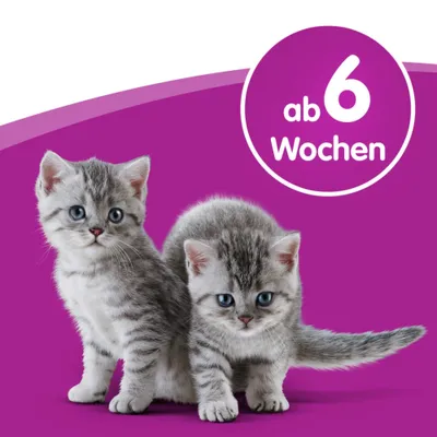 Zwei grau-weiß gestreifte Kätzchen vor lila Hintergrund, Text im Kreis: ab 6 Wochen.