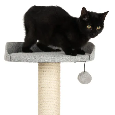 Gatto nero su un tiragraffi con superficie di riposo grigia, colonna in sisal e pallina da gioco pendente.