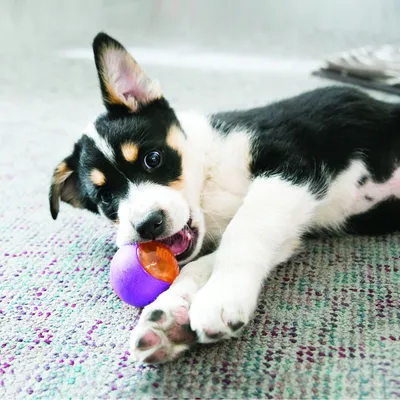Hund spielt mit einem lila-orangefarbenen Ball auf einem Teppich.