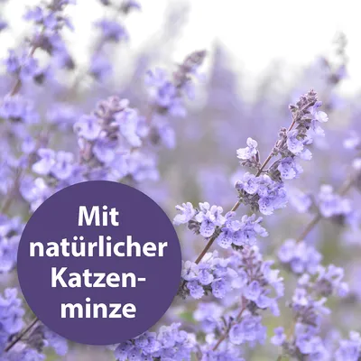 Luonnollista kissanminttua. Taustalla violetteja kukkivia kasveja.