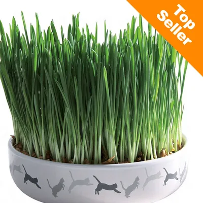 Miska s čerstvou zelenou trávou, na misce jsou siluety koček. V pravém horním rohu oranžový nápis Top Seller. Miska s čerstvou zelenou trávou, na misce jsou siluety koček. V pravém horním rohu oranžový nápis Top Seller.