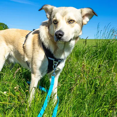 Hund mit schwarzem Geschirr und blauer Leine auf einer grünen Wiese. Geschirr mit Metallring für sichere Befestigung.