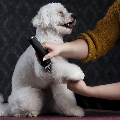 Hund bliver plejet med en sort elektrisk pelsklipper. Hånd holder maskinen og støtter hundens ben.